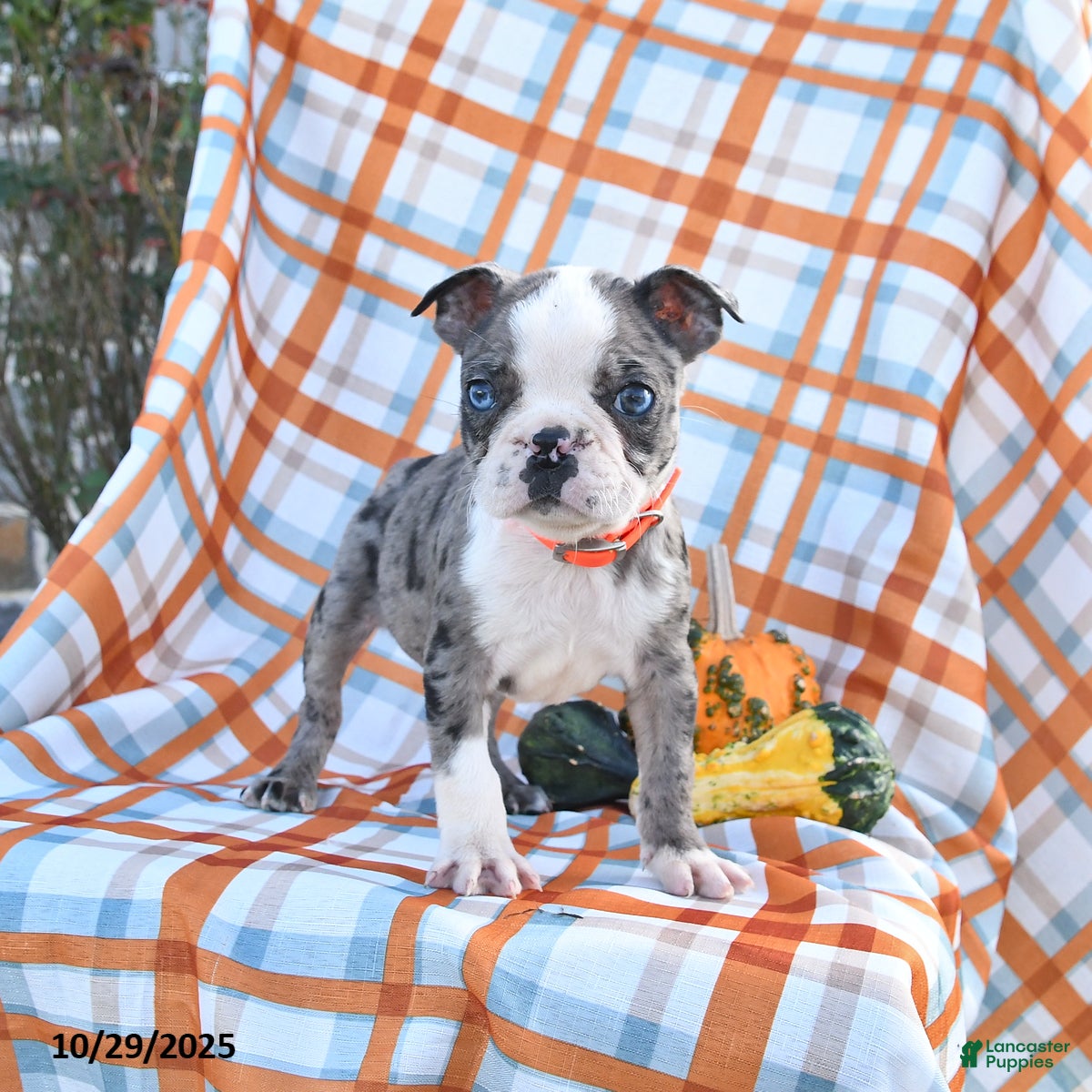 Boston Terrier dogs Victor - Ad 7