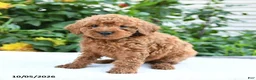Mini Goldendoodle dogs for sale: Lester - Ad 6