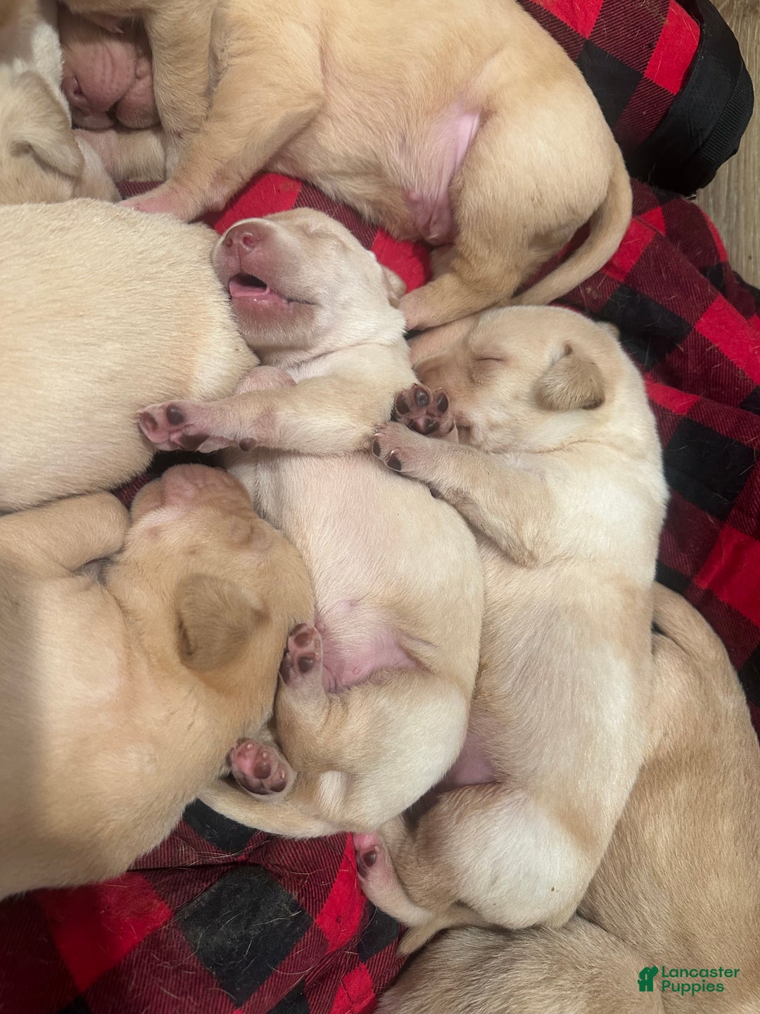 Labrador Retriever dogs for sale: Labrador Retriever Puppy 2 - Ad 3