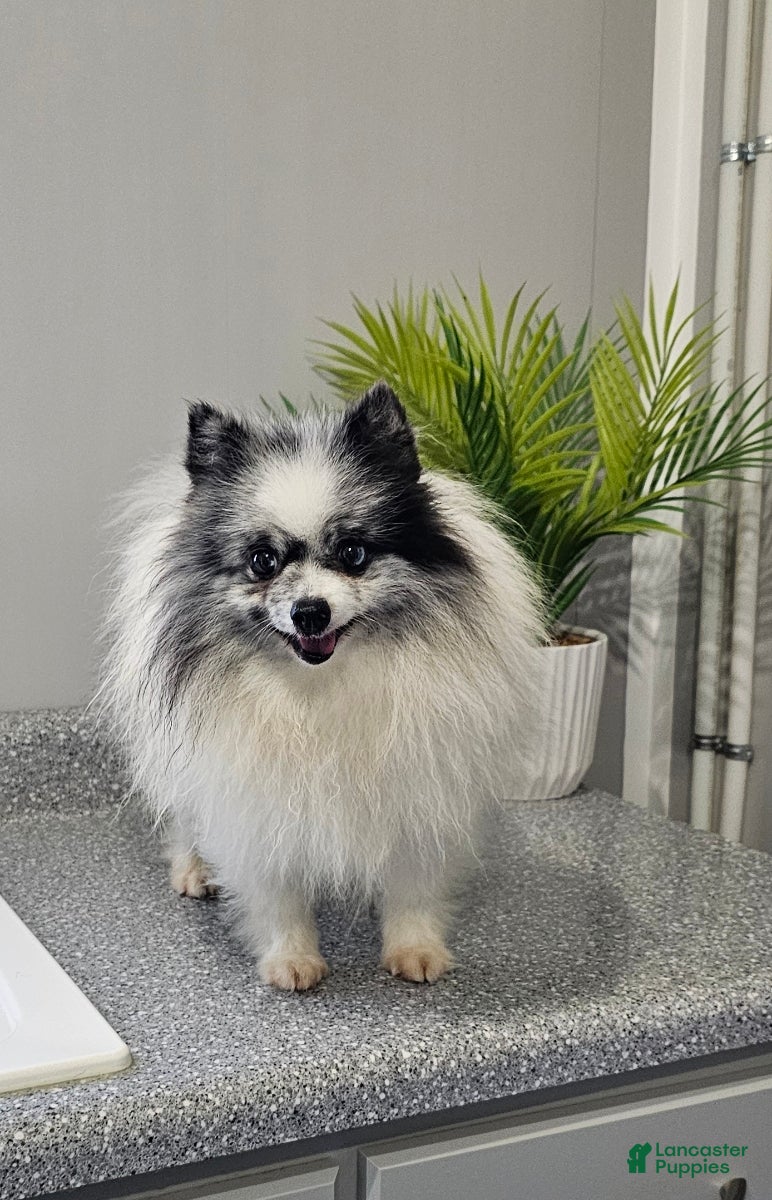 Pomeranian dogs Sam - Ad 2