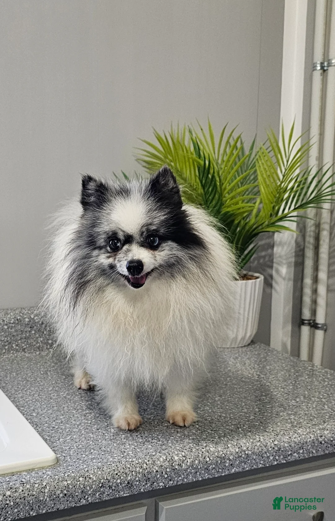 Pomeranian dogs for sale: Sam - Ad 2