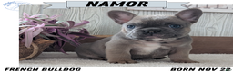 French Bulldog dogs for sale: Namor - Ad 1