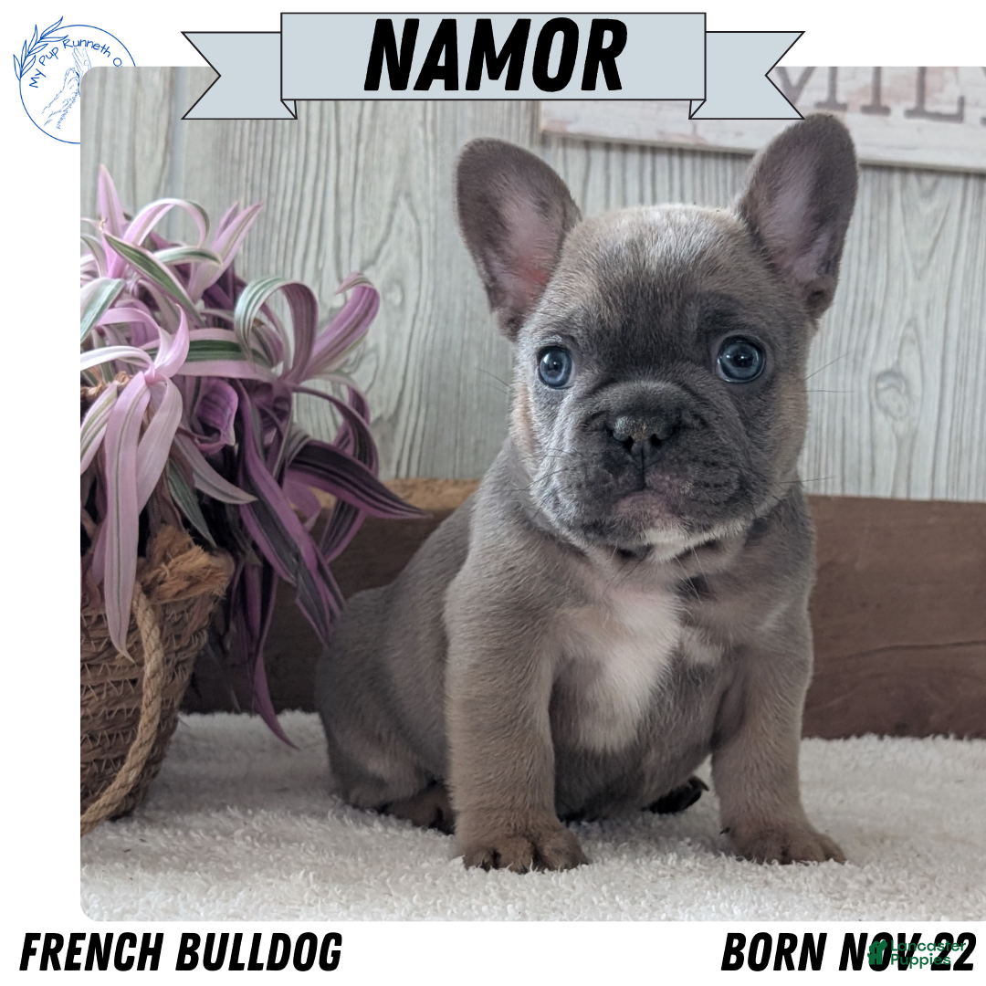 French Bulldog dogs for sale: Namor - Ad 1