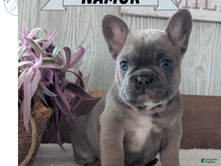 French Bulldog dogs Namor - Ad 2