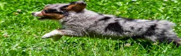 Miniature Australian Shepherd dogs for sale: Felisha - Ad 11