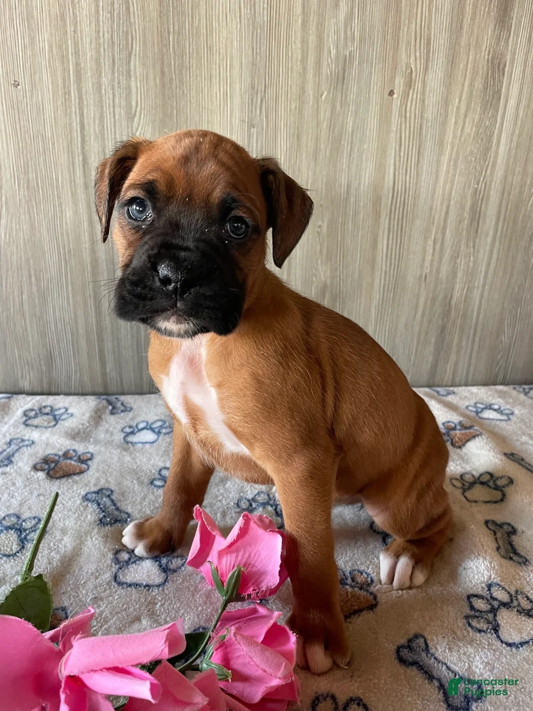 Boxer dogs for sale: Bella - Ad 4