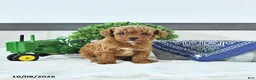Toy Poodle dogs for sale: Thomas - Ad 4