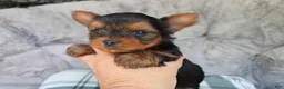 Yorkshire Terrier dogs for sale: Milo  - Ad 7