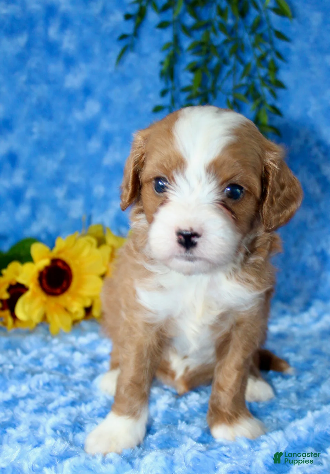 Cavapoo dogs for sale: Cavapoo 2 - Ad 1