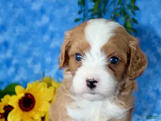 Cavapoo dogs Cavapoo 2 - Ad 35