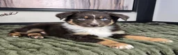 Miniature Australian Shepherd dogs for sale: Scooter  - Ad 6