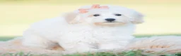 Mini Goldendoodle dogs for sale: Zuzu - Ad 5