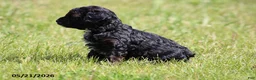 Shihpoo dogs for sale: Hailey - Ad 6