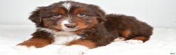 Miniature Australian Shepherd dogs for sale: Rover - Ad 4