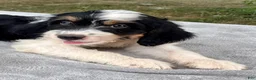 Bernedoodle dogs for sale: Austin - Ad 6