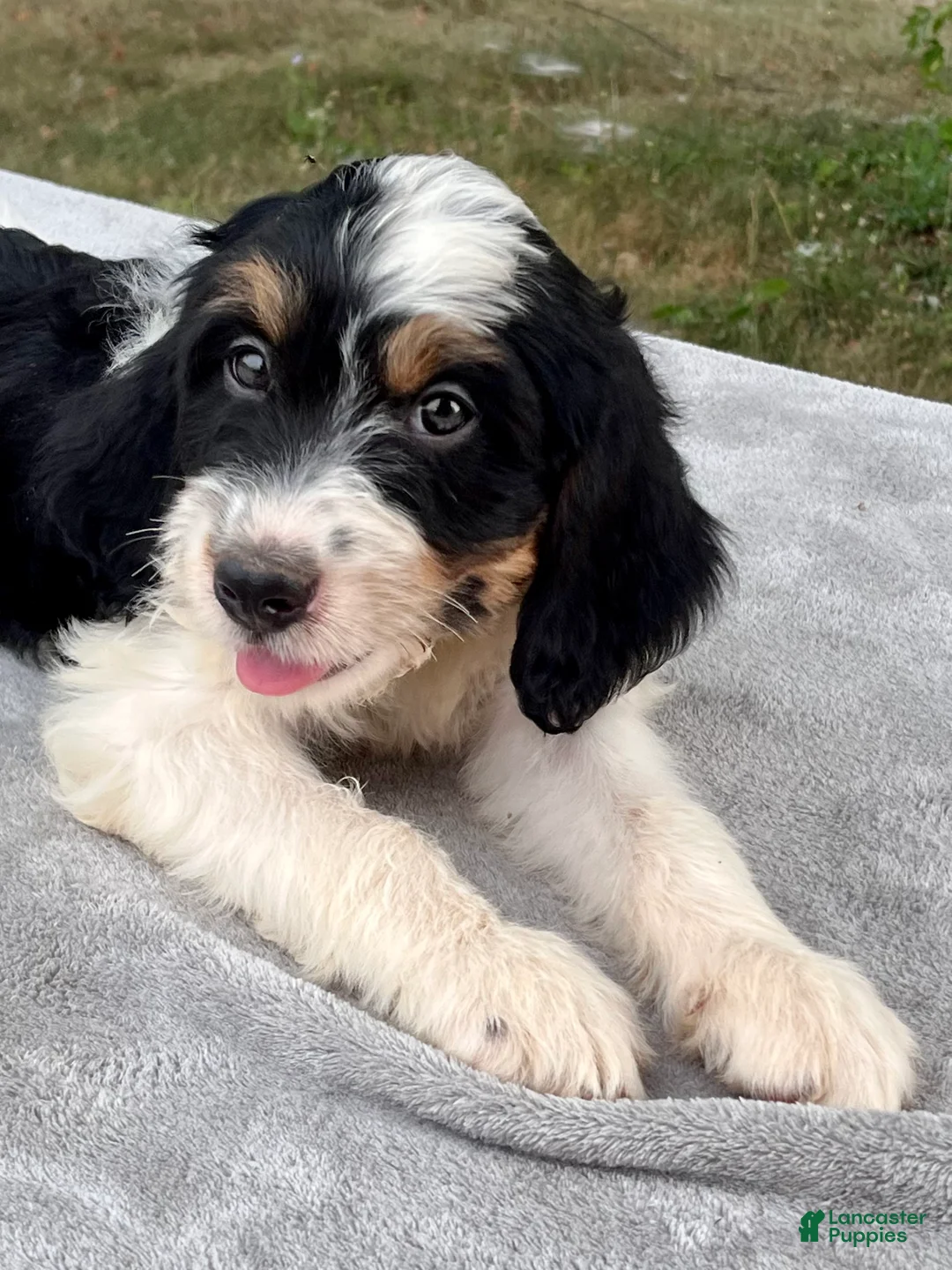 Bernedoodle dogs for sale: Austin - Ad 6