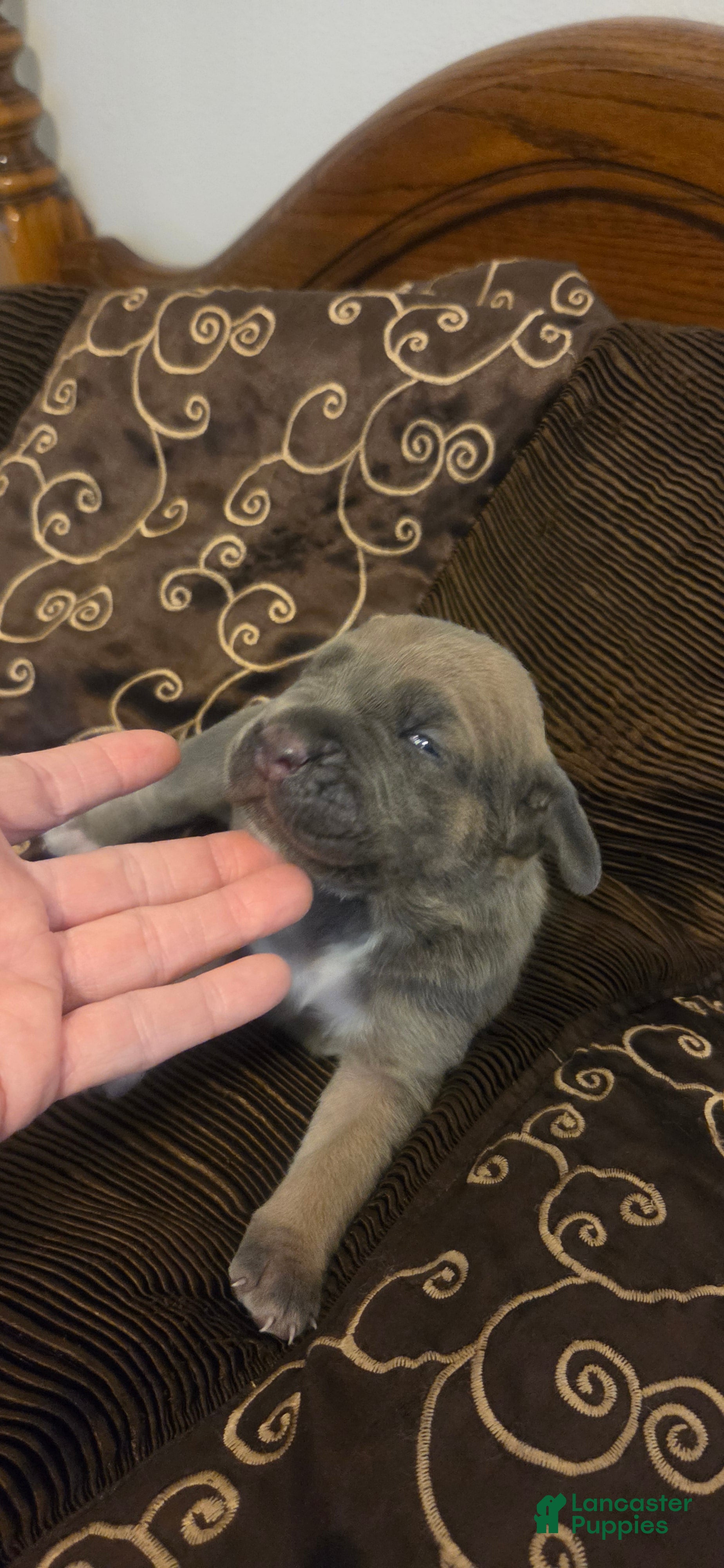 Cane Corso dogs Cane Corso 4 - Ad 27
