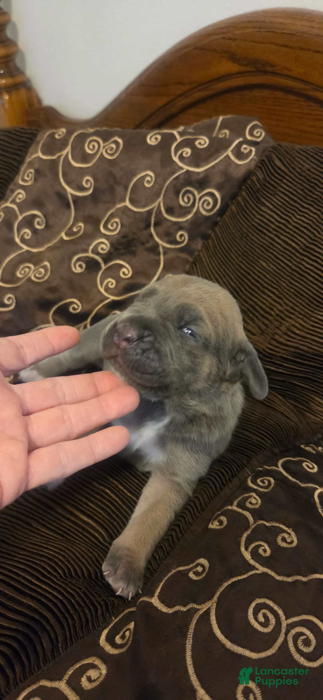 Cane Corso dogs for sale: Cane Corso 4 - Ad 1