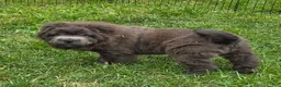 Shar Pei dogs for sale: Blue bear mini - Ad 3