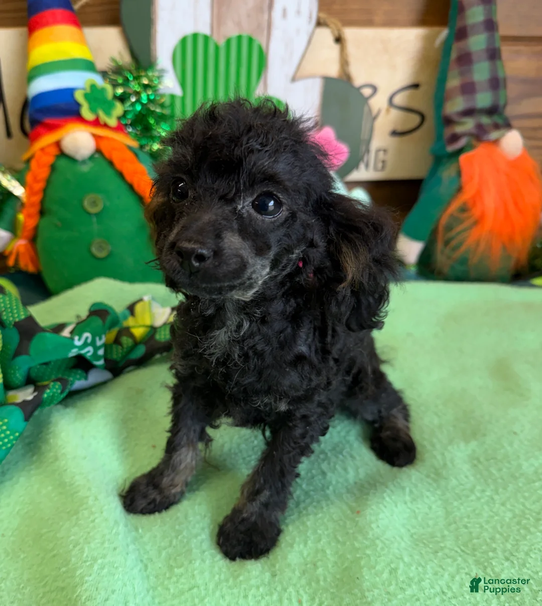 Toy Poodle dogs for sale: Tiny - Ad 2
