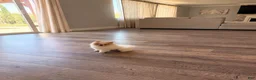 Pomeranian dogs for sale: Pikachu  - Ad 3