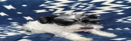 Miniature Schnauzer dogs for sale: AKCBruno - Ad 3