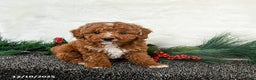 Toy Poodle dogs for sale: Jingles - Ad 3