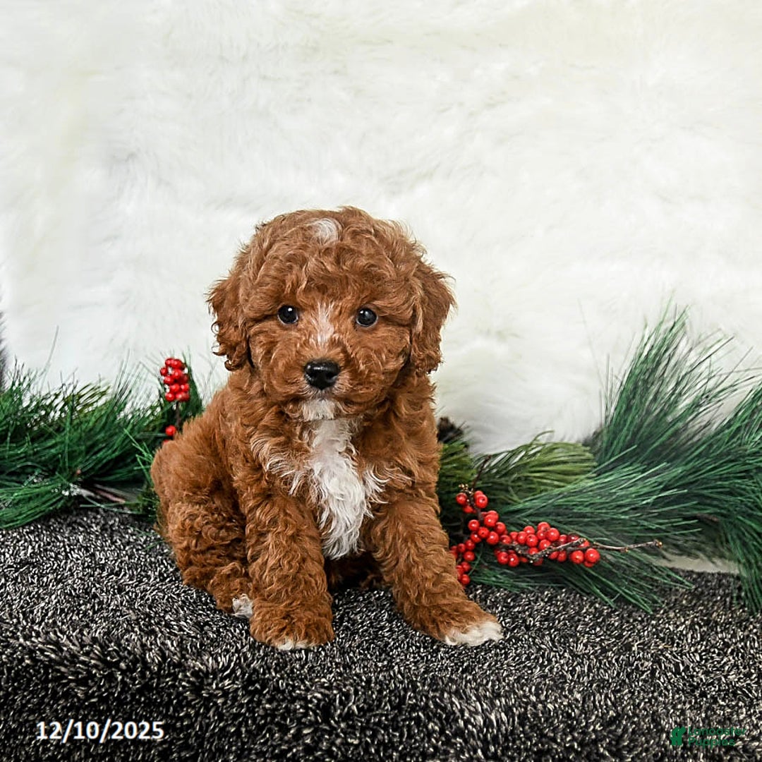 Toy Poodle dogs for sale: Jingles - Ad 3