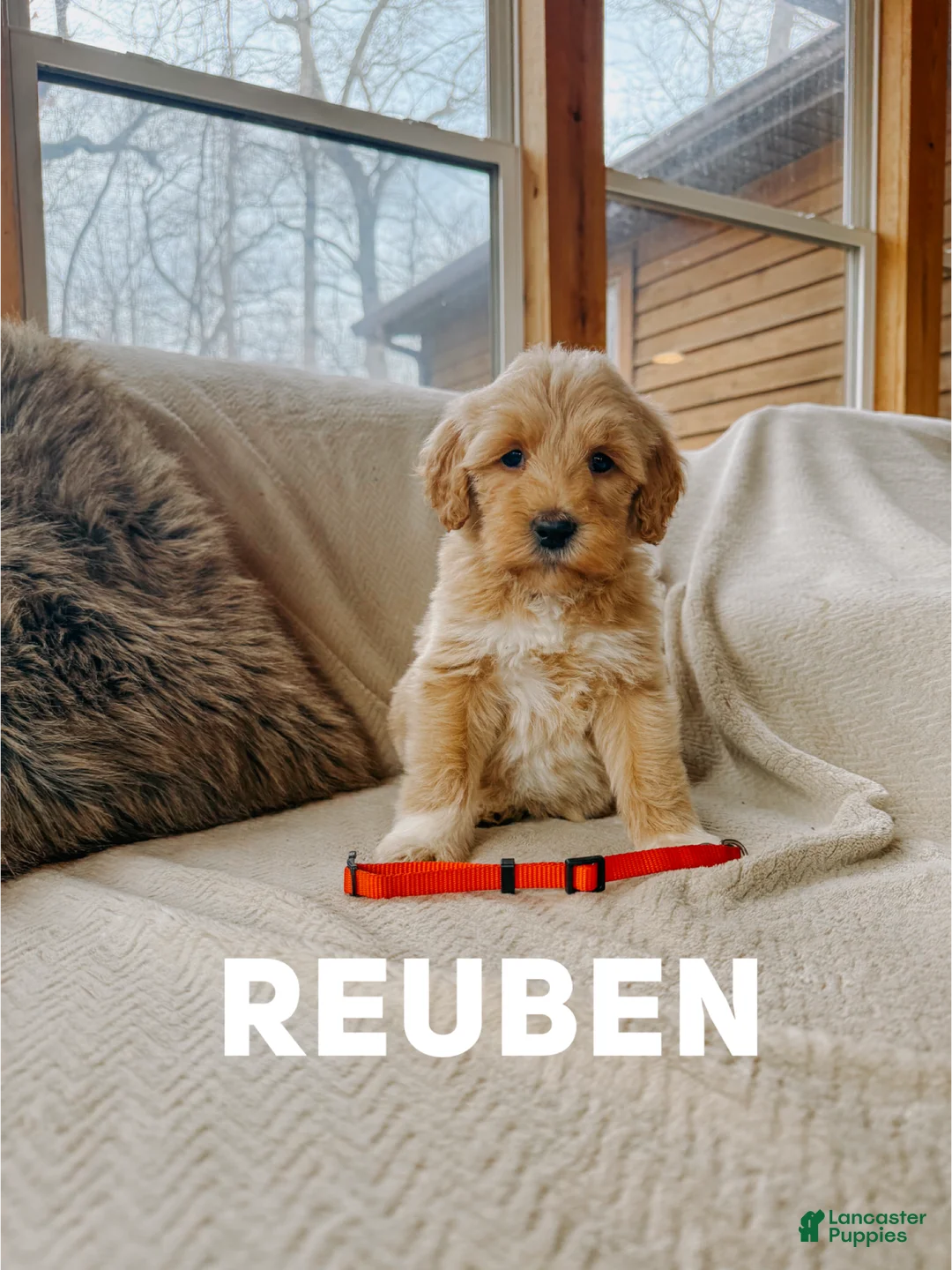 Goldendoodle dogs for sale: Reuben - Ad 1
