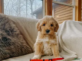 Goldendoodle dogs Reuben - Ad 28