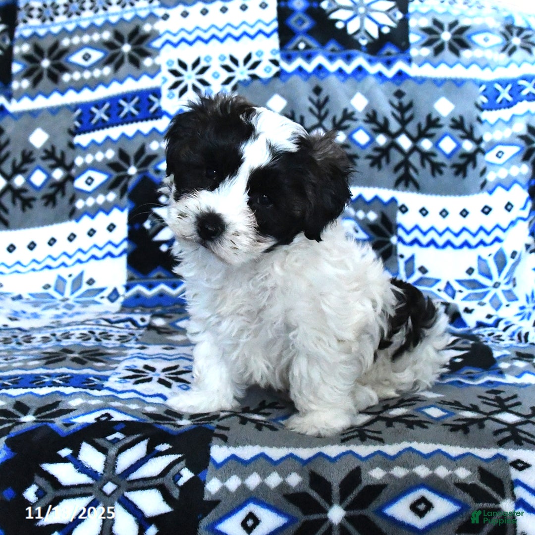 Cavachon dogs for sale: Lexy - Ad 1