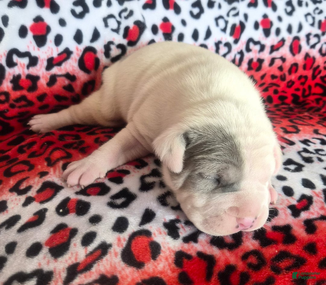 Mixed Breed dogs for sale: "WOLVERINE" - Ad 6