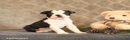 Boston Terrier dogs for sale: Azure - Ad 2