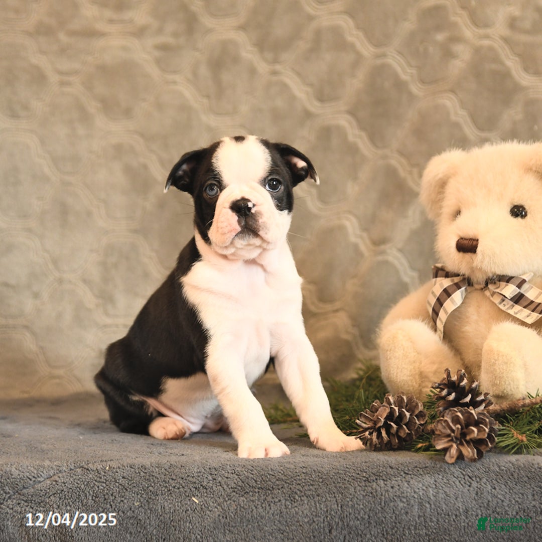Boston Terrier dogs for sale: Azure - Ad 2