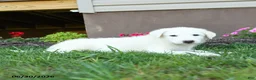 Maremma Sheepdog dogs for sale: Emmy - Ad 3