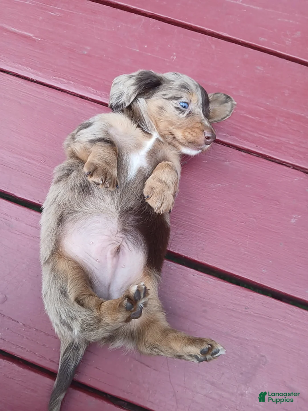 Miniature Dachshund dogs for sale: Comrade - Ad 3