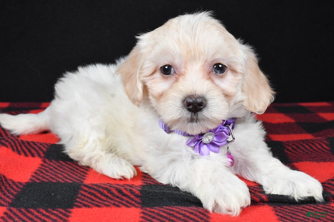 Maltipoo dogs for sale: Misty - Ad 2