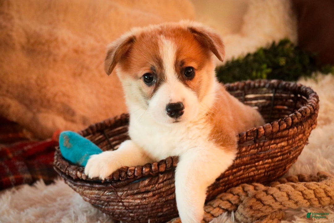 Welsh Corgi Pembroke dogs for sale: Toast - Ad 1