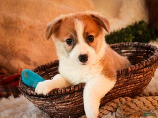 Welsh Corgi Pembroke dogs Toast - Ad 30