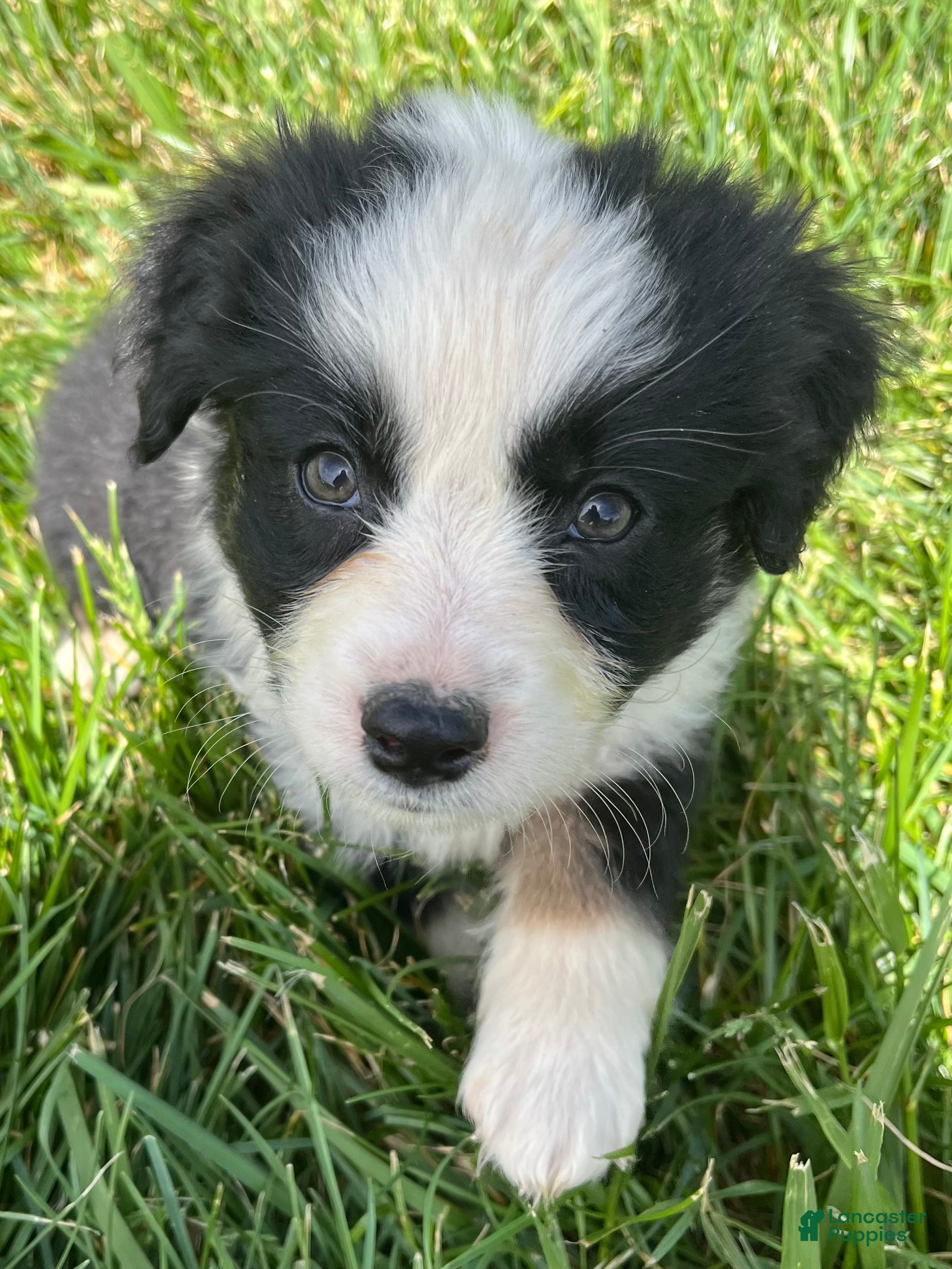 Australian Shepherd dogs Itty Bitty - Ad 31