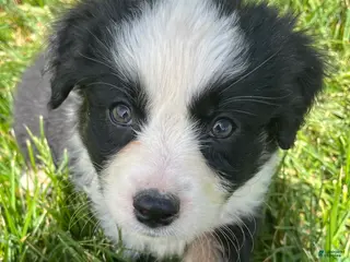 Australian Shepherd dogs Itty Bitty - Ad 31