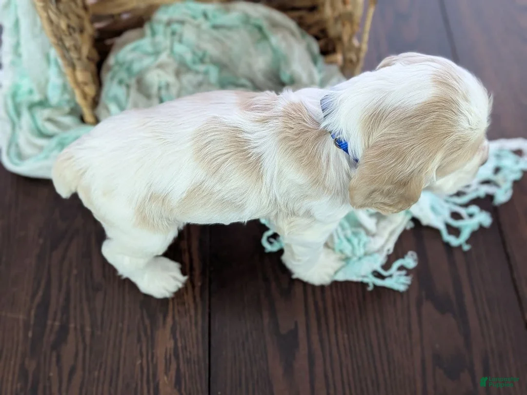 Cocker Spaniel dogs for sale: Cocker Spaniel Puppy 2 - Ad 8