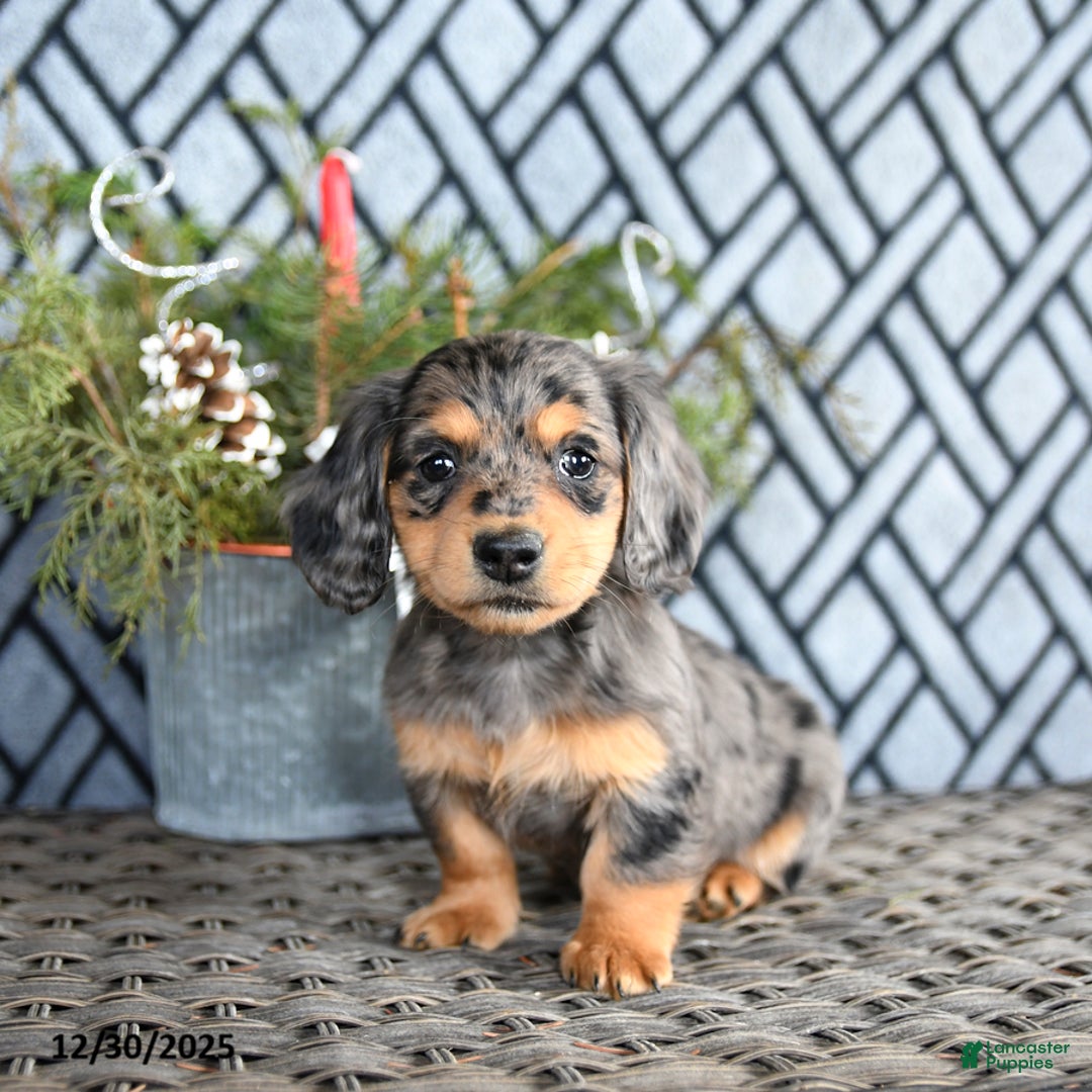 Miniature Dachshund dogs for sale: Tasha - Ad 1