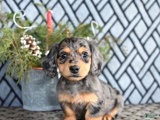 Miniature Dachshund dogs Tasha - Ad 35