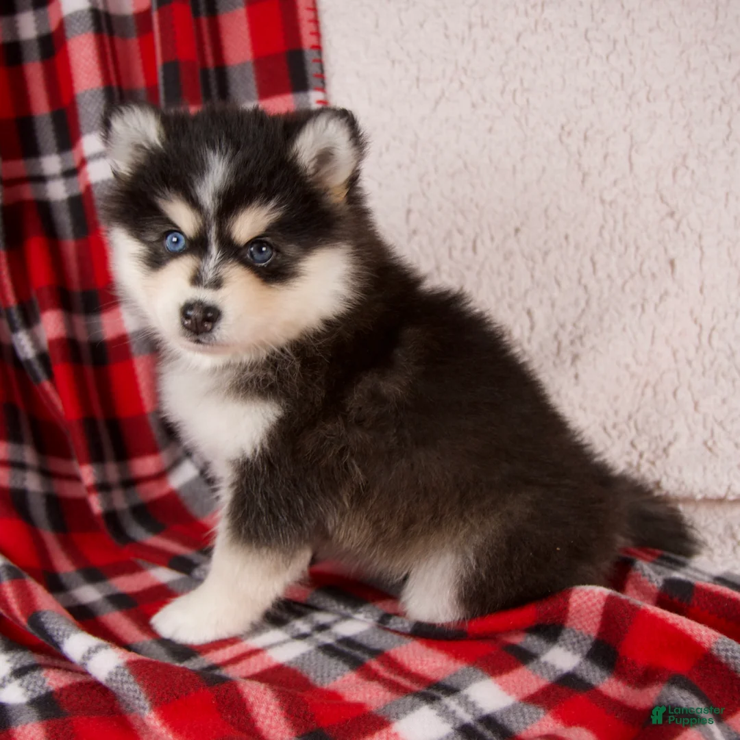 Pomsky dogs for sale: Jade - Ad 1