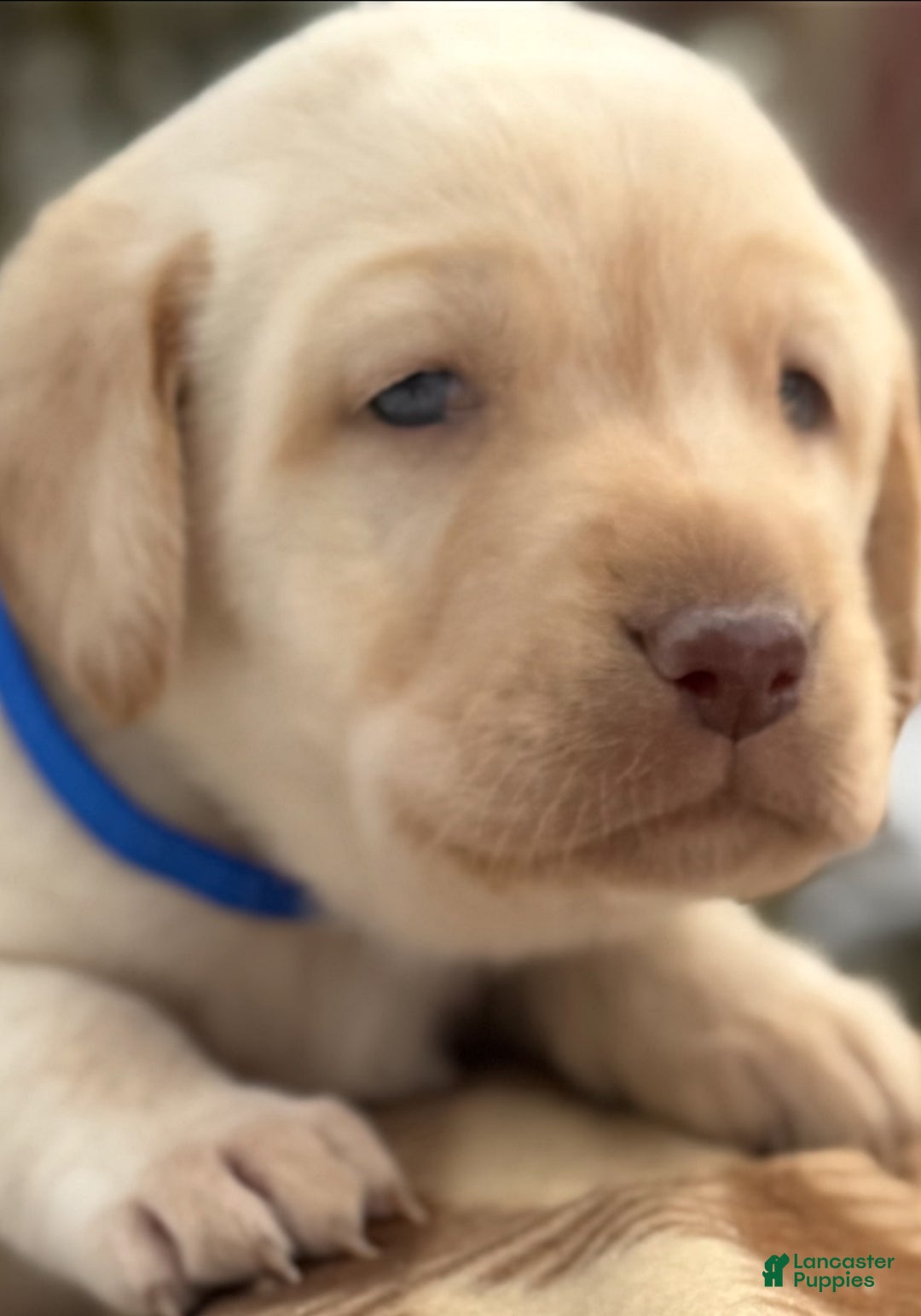 Labrador Retriever dogs for sale: Labrador Retriever Puppy 1 - Ad 10