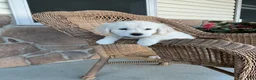 Golden Retriever dogs for sale: Jake - Ad 2