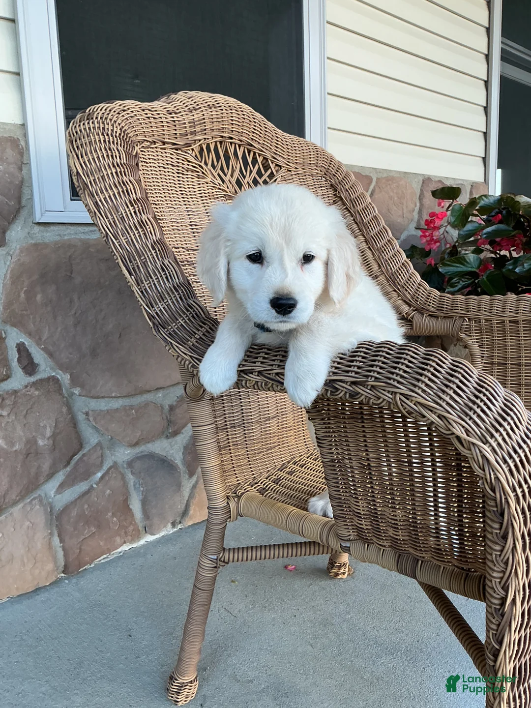 Golden Retriever dogs for sale: Jake - Ad 2