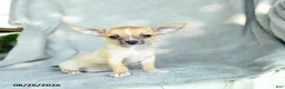 Chihuahua dogs for sale: Jenna - Ad 1