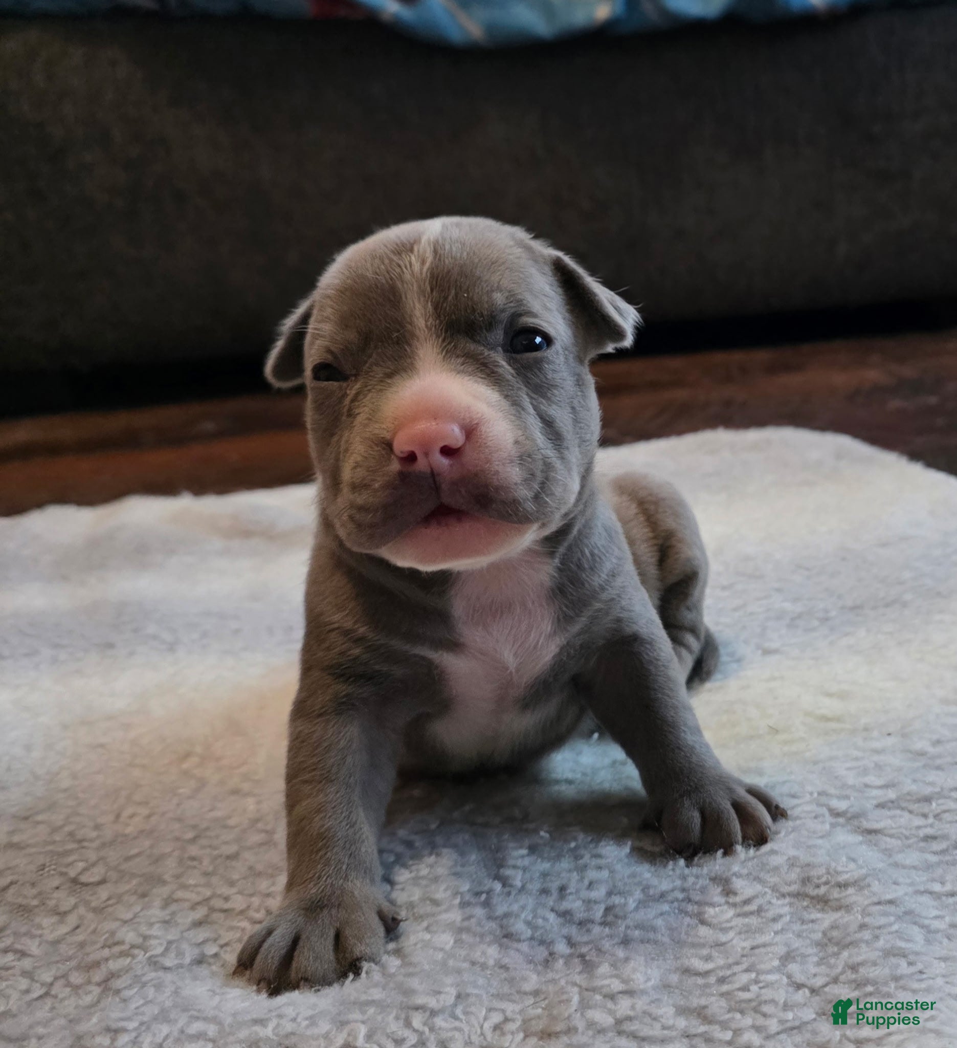 American Bully dogs Shadow - Ad 42